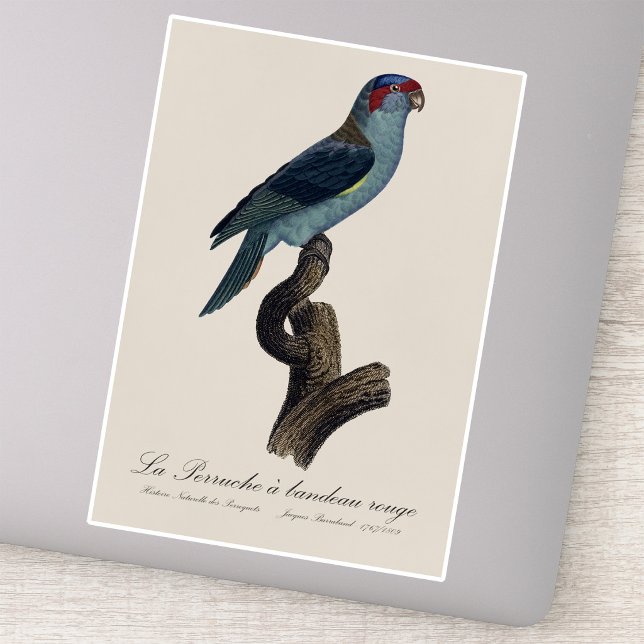 Pegatina Perruche a bandeau rouge / Musk Lorikeet (Musk Lorikeet, Trichoglossus Concinnus. Sticker)