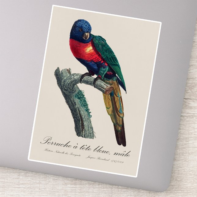 Pegatina Perruche a tete bleue / Lorikeet arcoiris (Rainbow Lorikeet Male, Trichoglossus Moluccanus. Sticker)