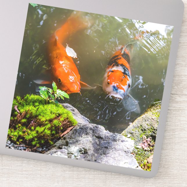 Pegatina Pescado de Koi en un estanque (Detalle)