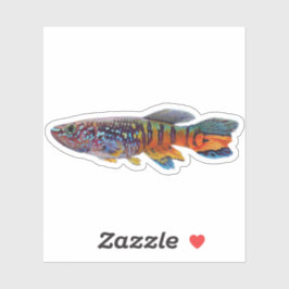 Pegatina Pez killi Blue gularis Fundulopanchax sjostedti