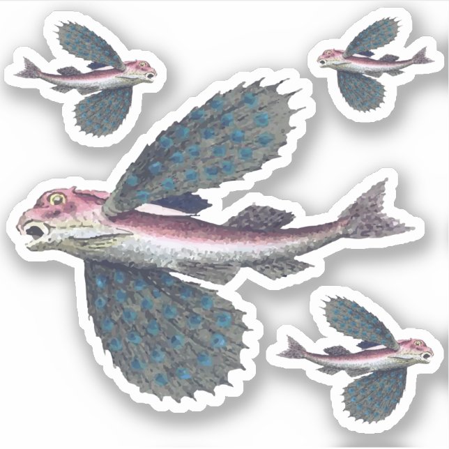 Pegatina pez volador (Anverso)