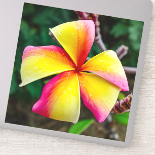 Pegatina Plumeria rubra