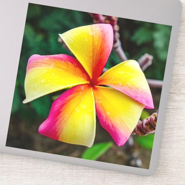 Pegatina Plumeria rubra (Detalle)