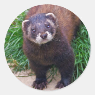 Pegatina Polecat
