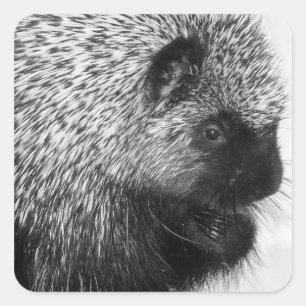 Pegatina Porcupine