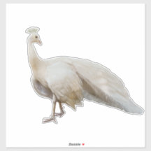 Posposición de pavo real blanco