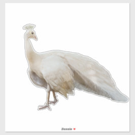 Pegatina Posposición de pavo real blanco