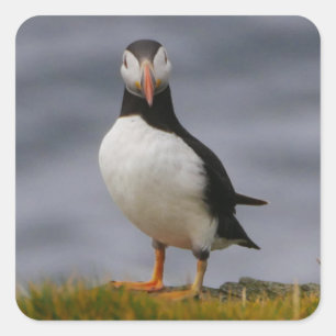Pegatina Puffin