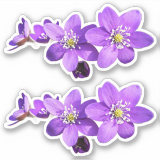 Pegatina Purple Anemone Hepatica Flowers Vinyl Sticker