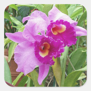 Pegatina Purple Cattleya Orchids