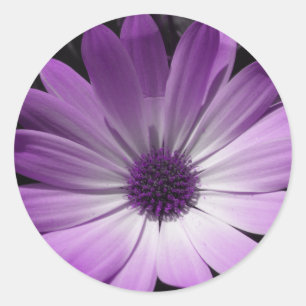 Pegatina Purple Daisy Flower