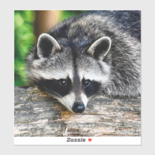 Pegatina Raccoon 003