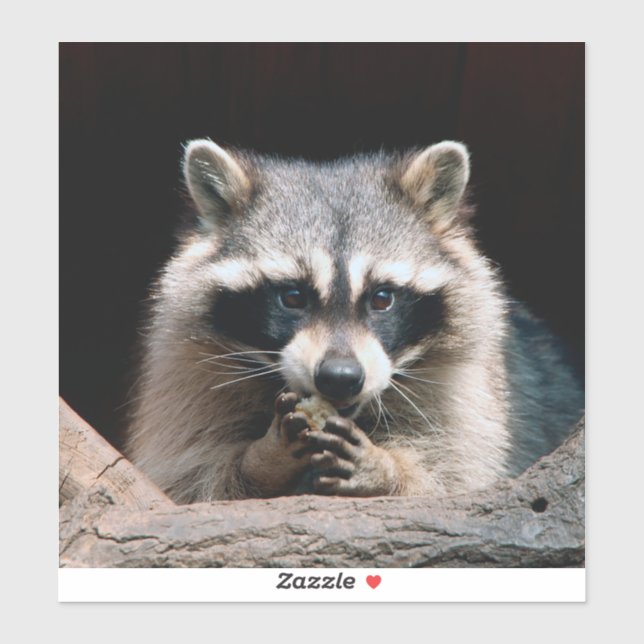 Pegatina Raccoon 004 (Hoja)