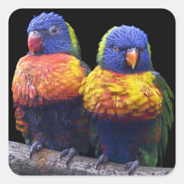 Pegatina Rainbows (Anverso)