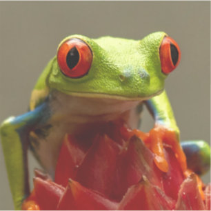 Pegatina Rana de árbol con ojos rojos en Costa Rica