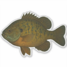 Pegatina recortada de Bluegill
