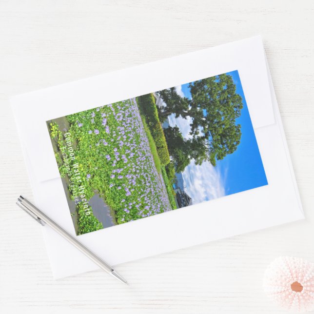 PEGATINA RECTANGULAR ホ テ ア オ イ(花) (Sobre)