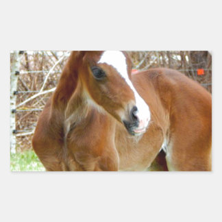 PEGATINA RECTANGULAR 2 CUTE HORSE FOAL BABY PONY
