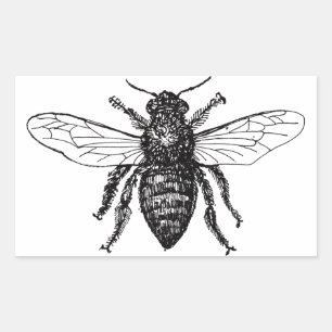 Pegatina Rectangular Abeja Obrera Miel Abejorro Negro