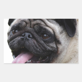 Pegatina Rectangular Accesorios de foto de Pug blanco guapo, agregar no