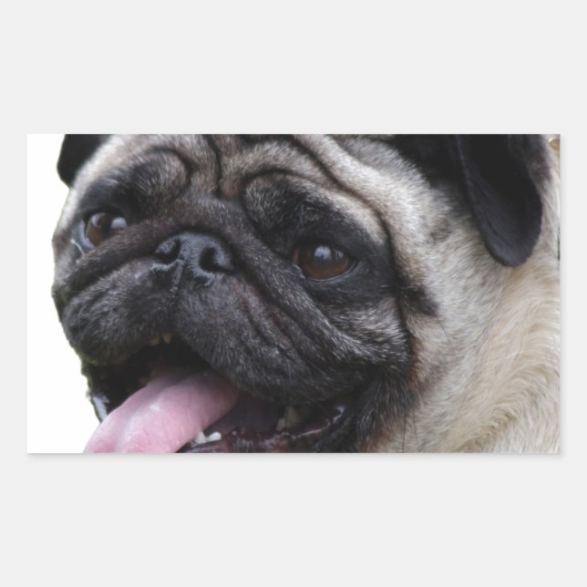 Pegatina Rectangular Accesorios de foto de Pug blanco guapo, agregar no (Anverso)