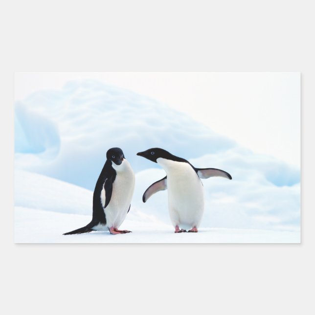 Pegatina Rectangular Adelie Penguins (Anverso)