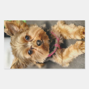 Pegatina Rectangular Adorable