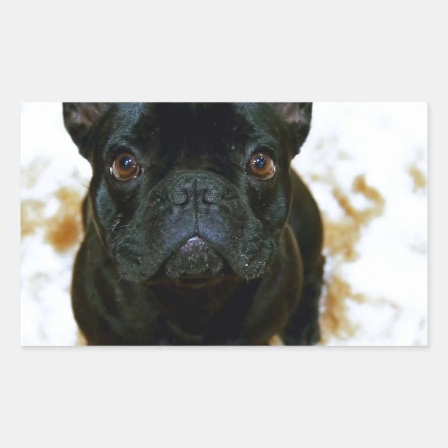 Pegatina Rectangular ¡Adorable Cachorro de Bulldog francés! (Anverso)