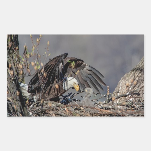 Pegatina Rectangular Águila calva con su bebé (Anverso)