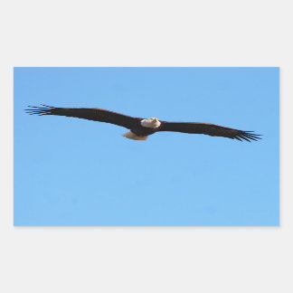 Pegatina Rectangular Águila calva en vuelo