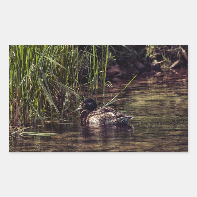 Pegatina Rectangular Al borde de Pond (Anverso)