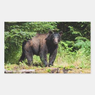 Pegatina Rectangular Alfa Black Bear
