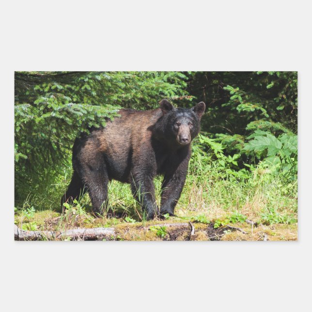 Pegatina Rectangular Alfa Black Bear (Anverso)