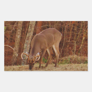 Pegatina Rectangular Alimento de ciervos de buck de camuflaje rojo