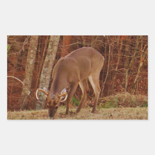 Pegatina Rectangular Alimento de ciervos de buck de camuflaje rojo (Anverso)