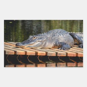 Pegatina Rectangular Alligador en el parque estatal Homosassa Springs