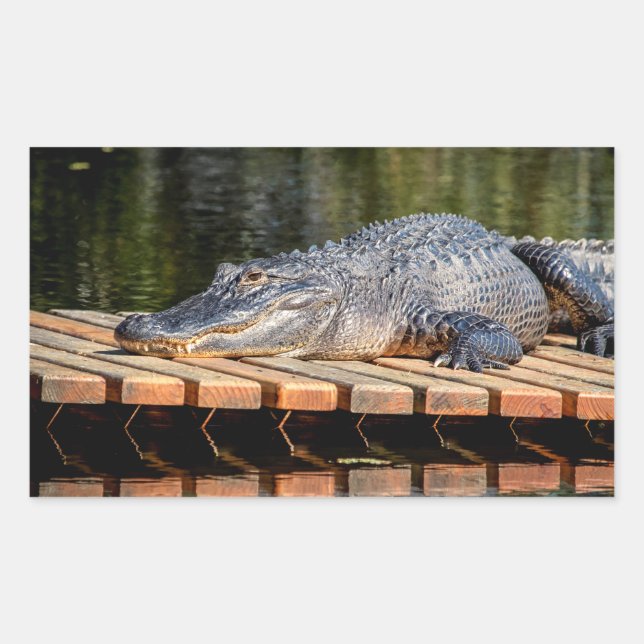 Pegatina Rectangular Alligador en el parque estatal Homosassa Springs (Anverso)