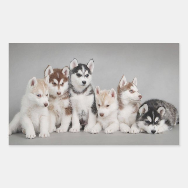 Pegatina Rectangular Amar a los Huskies siberianos (Anverso)