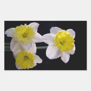 Pegatina Rectangular Amarillo sobre Daffodil Blanco