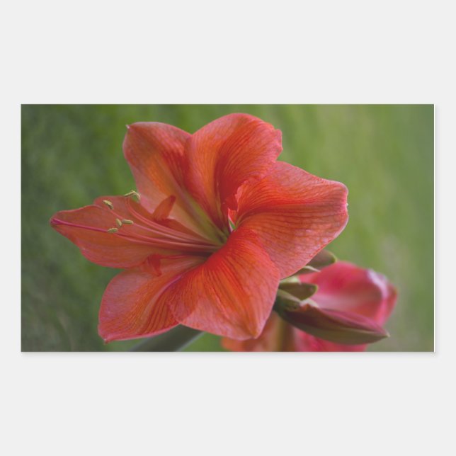 Pegatina Rectangular Amaryllis (Anverso)