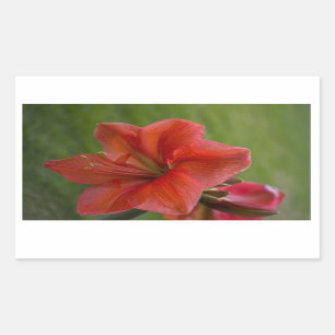 Pegatina Rectangular Amaryllis
