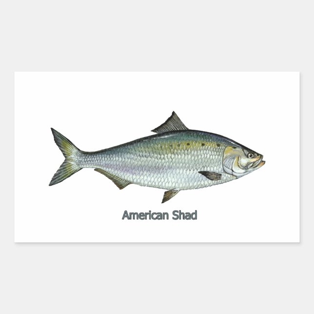 Pegatina Rectangular American Shad (Anverso)