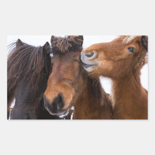 Pegatina Rectangular Amigos del caballo islandés, Islandia