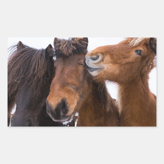 Pegatina Rectangular Amigos del caballo islandés, Islandia (Anverso)