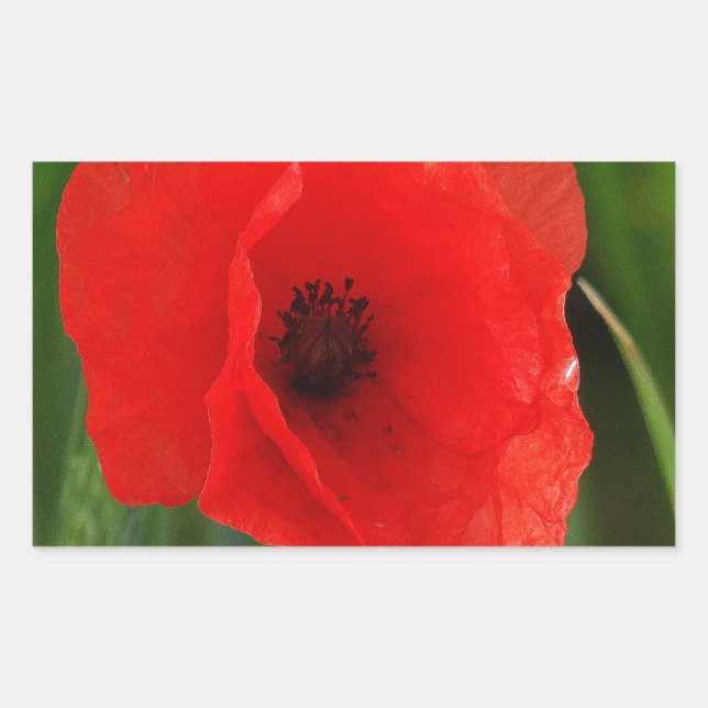 Pegatina Rectangular Amortiguador rojo (Anverso)