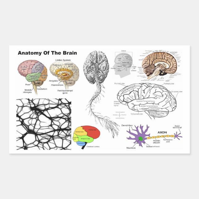 Pegatina Rectangular Anatomía de una anatomía humana popular del cerebr (Anverso)