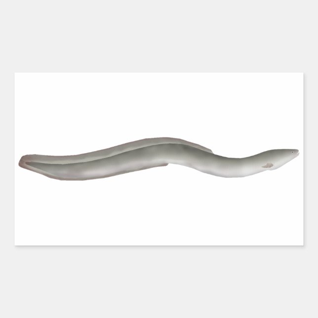 Pegatina Rectangular Anguila europea (Anverso)