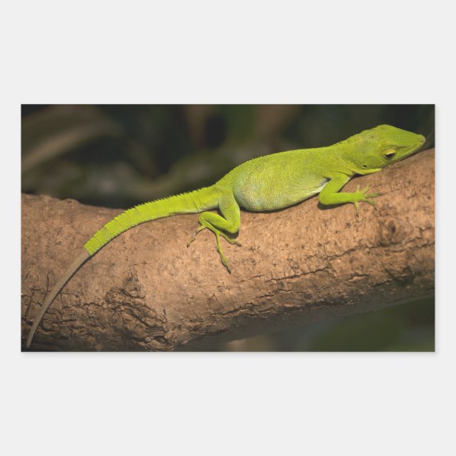 Pegatina Rectangular Anguila gigante jamaicana (Anverso)
