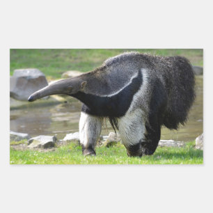 Pegatina Rectangular Anteater gigante caminando sobre hierba