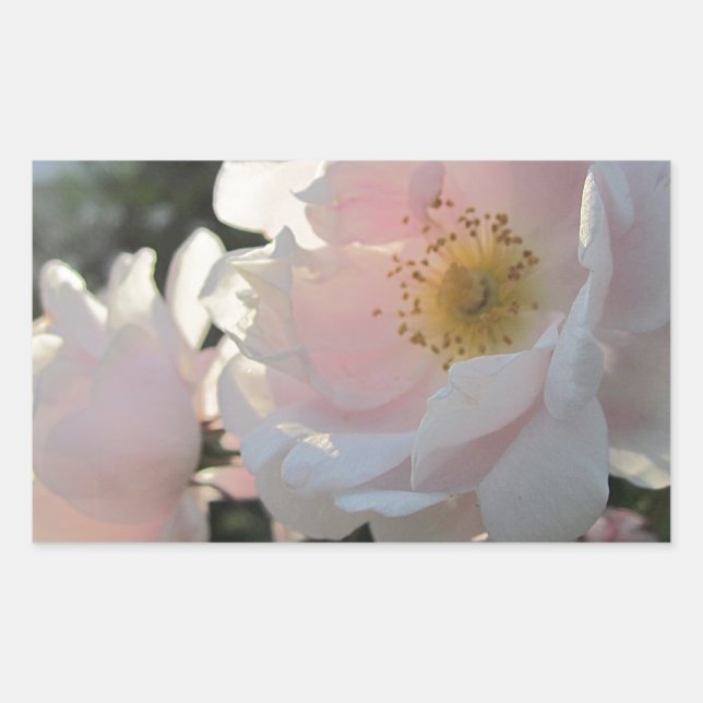Pegatina Rectangular Antiguos Rosas de moda (Anverso)